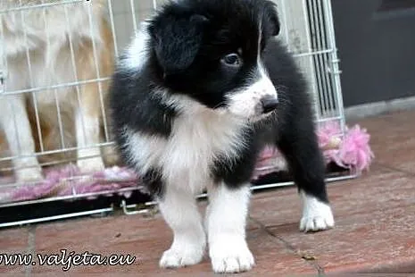 Border Collie, szczenieta ZKwP / FCI,  dolnośląski