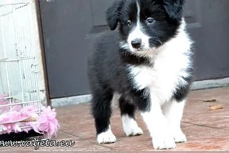 Border Collie, szczenieta ZKwP / FCI,  dolnośląski
