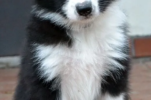 Border Collie, szczenieta ZKwP / FCI,  dolnośląski