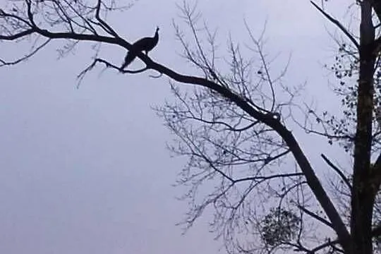 Pawie Indyjskie z wolnego wybiegu, Mazowieckie, Dłutowo