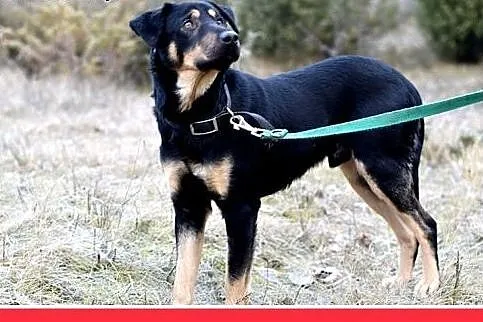 KINIOR,27kg,średni,łagodny,spokojny pies do adopcj