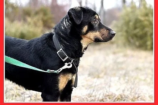 KINIOR,27kg,średni,łagodny,spokojny pies do adopcj