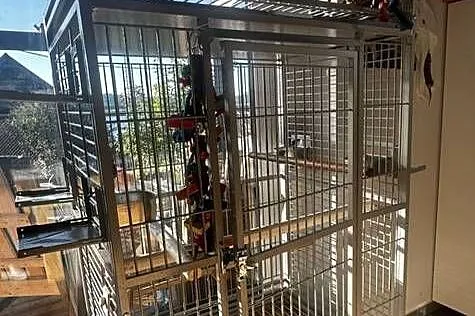 Żako Kongijskie młody samiec.Duży okaz!, Lubuskie, Gorzów Wielkopolski