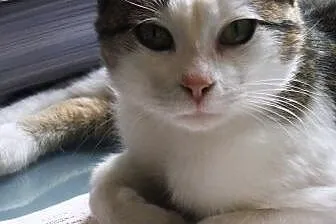 Jacuś kochany kociak kotek kocurek 7 mcy ADOPCJA, 