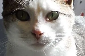 Jacuś kochany kociak kotek kocurek 7 mcy ADOPCJA, 