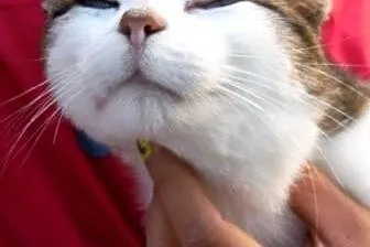 Jacuś kochany kociak kotek kocurek 7 mcy ADOPCJA, 