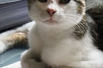Jacuś kochany kociak kotek kocurek 7 mcy ADOPCJA, 