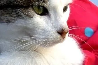 Jacuś kochany kociak kotek kocurek 7 mcy ADOPCJA, 