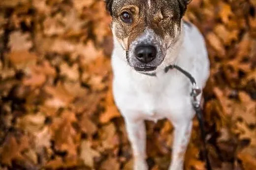 KUMPEL - poznaj, pokochaj, adoptuj,  małopolskie K