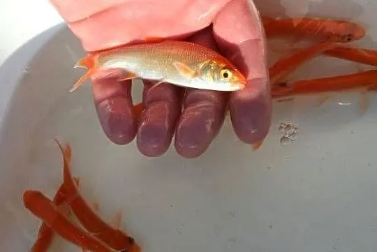 Orfa złota 5cm - dostępna na miejscu., Dolnośląskie, Nowa Ruda