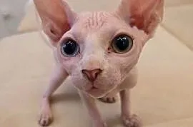 Sfinks kanadyjski z heterochromia