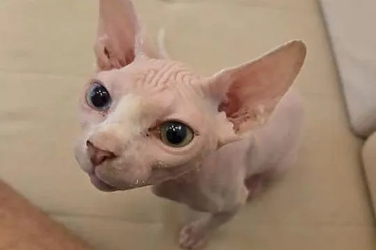 Sfinks kanadyjski z heterochromia, Dolnośląskie, Wrocław