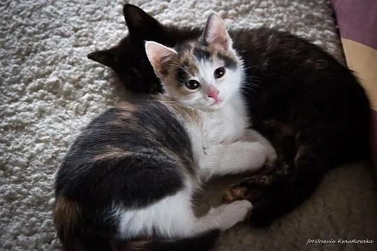 Malutkie koteczki i ich mamka, kocia rodzinka do p