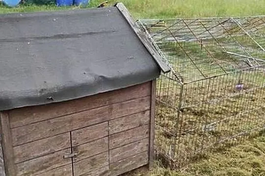 Kurnik dla kilka kur, Wielkopolskie, Wysogotowo