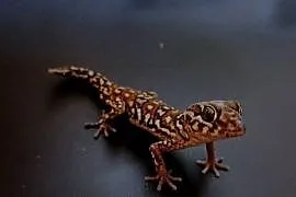Gekon madagaskarski pictus
