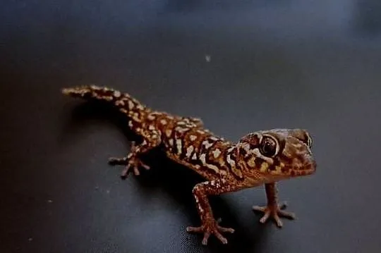 Gekon madagaskarski pictus, Małopolskie, Kraków
