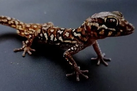 Gekon madagaskarski pictus, Małopolskie, Kraków