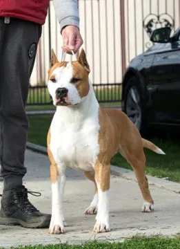 American Staffordshire Terrier Puppies King Of Montenegro, , Warszawka
