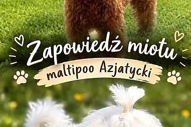 Maltipoo szczeniaki
