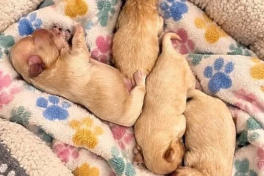 Maltipoo szczeniaki, Małopolskie, Polanka Wielka
