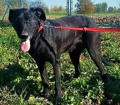 SIMBA - starszy, kochany, wyrzucony jak śmierć psiak do adopcji, Mazowieckie, Warszawa