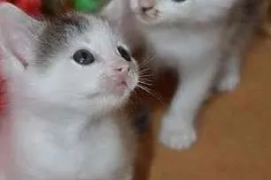 2 malutkie kociaki do adopcji ,  mazowieckie Warsz
