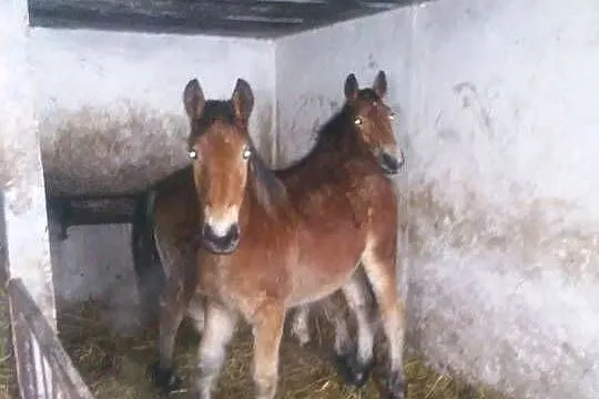 Sprzedam źrebaki zimnokrwiste, Kujawsko-pomorskie, Rypin