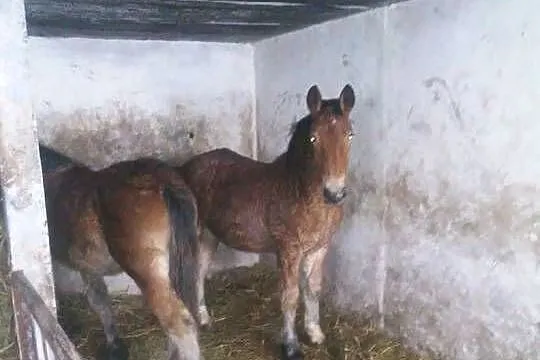 Sprzedam źrebaki zimnokrwiste, Kujawsko-pomorskie, Rypin