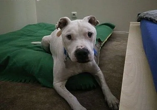 Spokojny, łagodny ANGEL do adopcji - Amstaff , ma