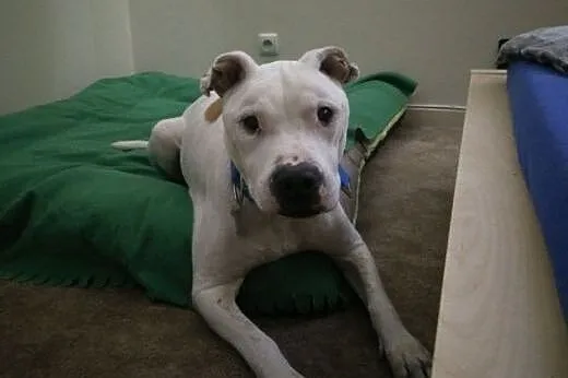 Spokojny, łagodny ANGEL do adopcji - Amstaff ,  ma