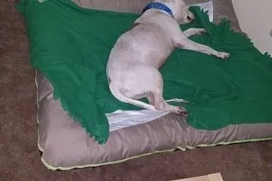 Spokojny, łagodny ANGEL do adopcji - Amstaff ,  ma