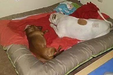 Spokojny, łagodny ANGEL do adopcji - Amstaff ,  ma