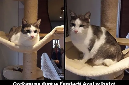 [Do adopcji]: Kotek - samotny, pośmierci właścicie, Łódź