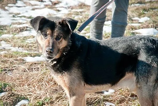 Fred w typie owczarka szuka domu