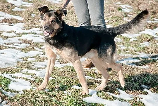 Fred w typie owczarka szuka domu
