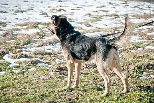 Fred w typie owczarka szuka domu