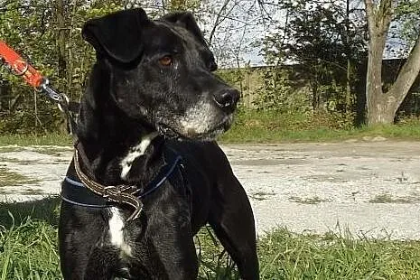 Przyjacielski psiak Tofik szuka domu,  dolnośląski