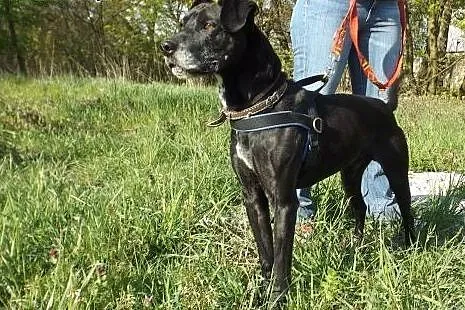 Przyjacielski psiak Tofik szuka domu,  dolnośląski