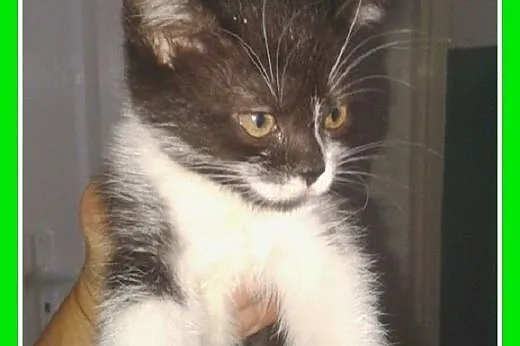 8 tyg.kocięta,kociczki czarno-białe.ADOPCJA,  małopolskie Kraków