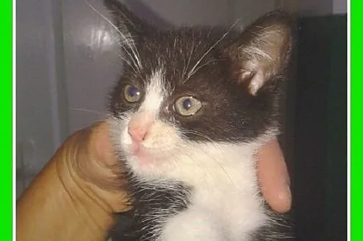 8 tyg.kocięta,kociczki czarno-białe.ADOPCJA,  mało