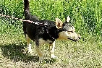 Frodo vel Pieszczoch - mały, cudowny psiak szuka d