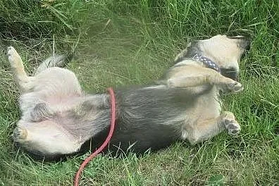 Frodo vel Pieszczoch - mały, cudowny psiak szuka d