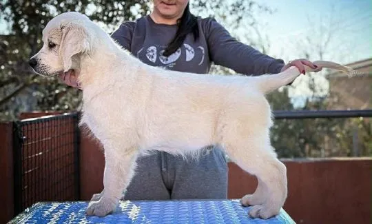 Golden Retriever piękne szczenięta na sprzedaż - zarejestrowane w FCI, , /