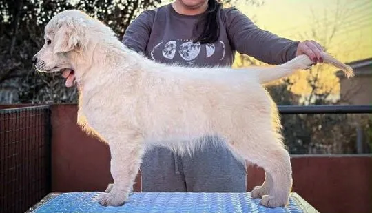 Golden Retriever piękne szczenięta na sprzedaż - zarejestrowane w FCI
