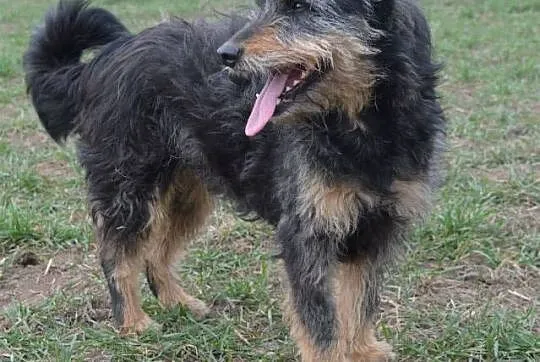 Pola - opanowana, kudłata, sympatyczna suczka ADOP