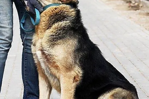 RUTA - charakter owczarka na 1000% a do tego pełna