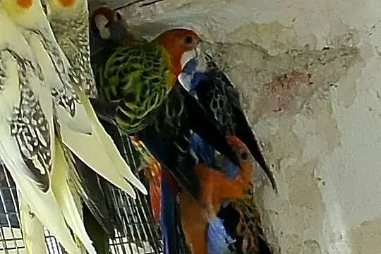 Sprzedam papugi rozelle