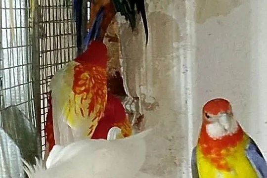 Sprzedam papugi rozelle, Opolskie, Strzeleczki