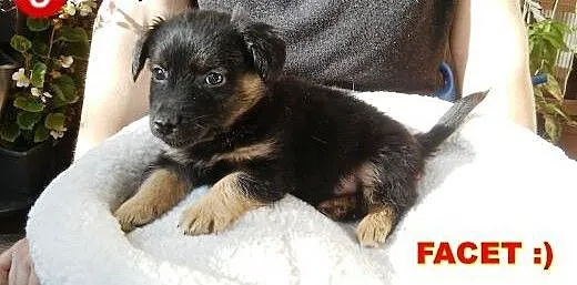 2 smyki do adopcji, mazowieckie Warszawa