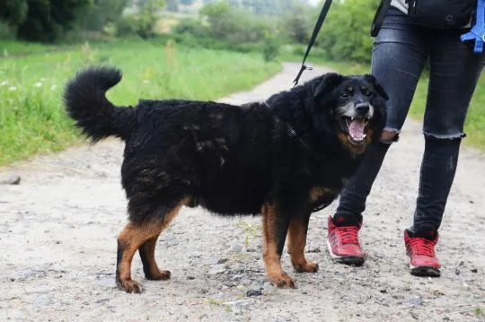 Dżeki - niekonfliktowy, wspaniały psiak szuka domu  Dżeki jest jednym z tych psów, o których świat z, , Warszawa